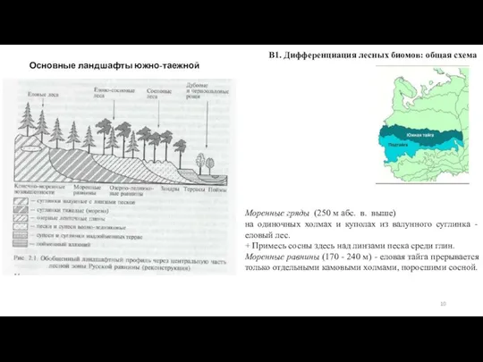 В1. Дифференциация лесных биомов: общая схема Основные ландшафты южно-таежной зоны Моренные гряды