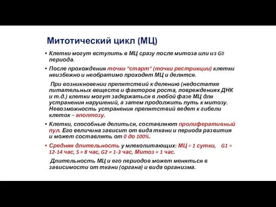 Митотический цикл (МЦ) Клетки могут вступить в МЦ сразу после митоза или