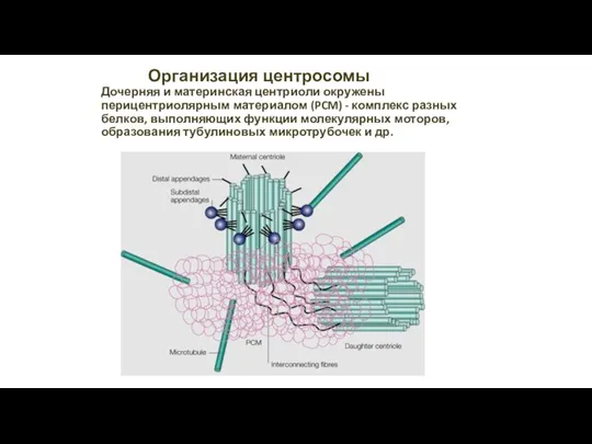 Организация центросомы Дочерняя и материнская центриоли окружены перицентриолярным материалом (PCM) - комплекс