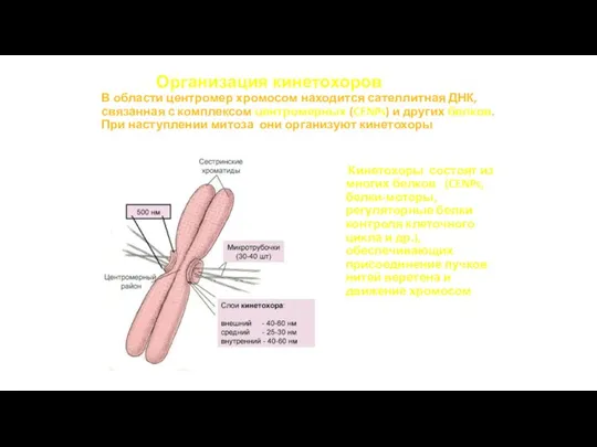 Организация кинетохоров В области центромер хромосом находится сателлитная ДНК, связанная с комплексом