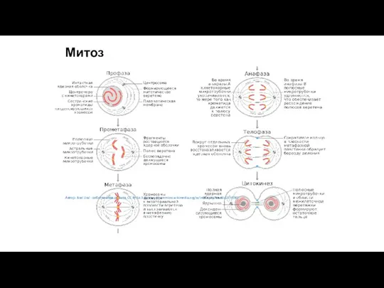Митоз Автор: Brat Ural - собственная работа, CC BY-SA 3.0, https://commons.wikimedia.org/w/index.php?curid=18747902