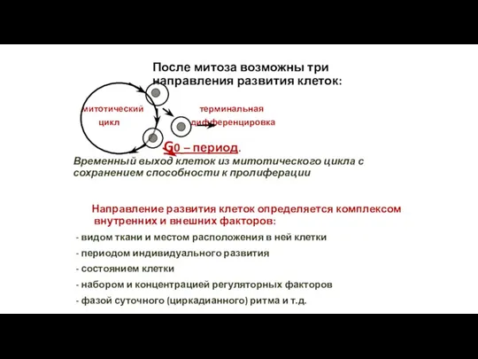 После митоза возможны три направления развития клеток: митотический терминальная цикл дифференцировка G0