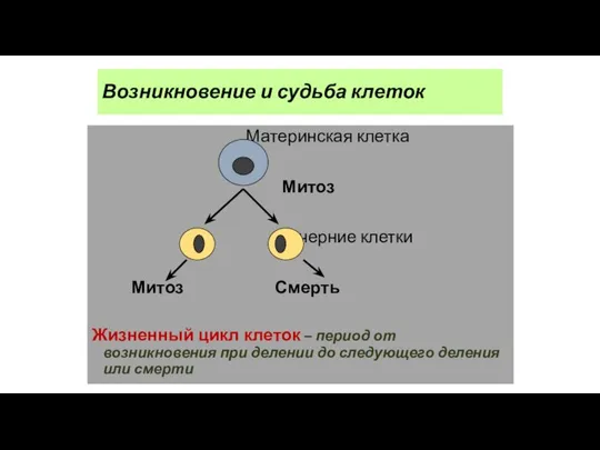 Возникновение и судьба клеток Материнская клетка Митоз Дочерние клетки Митоз Смерть Жизненный