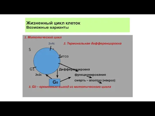 Жизненный цикл клеток Возможные варианты 1. Митотический цикл 2n4c 2. Терминальная дифференцировка