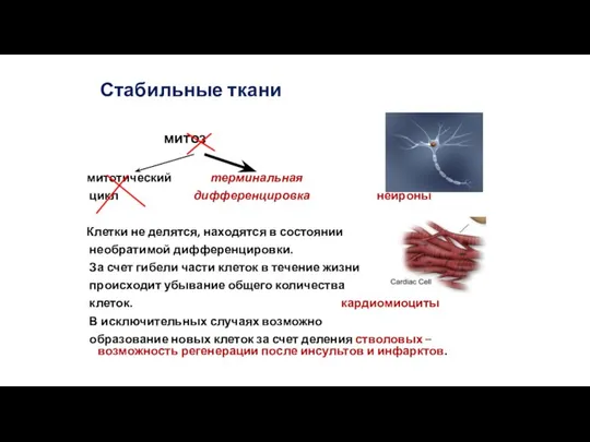 Стабильные ткани митоз митотический терминальная цикл дифференцировка нейроны Клетки не делятся, находятся