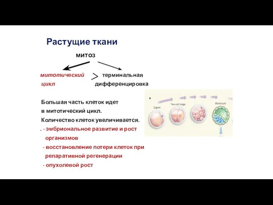 Растущие ткани митоз митотический терминальная цикл дифференцировка Большая часть клеток идет в