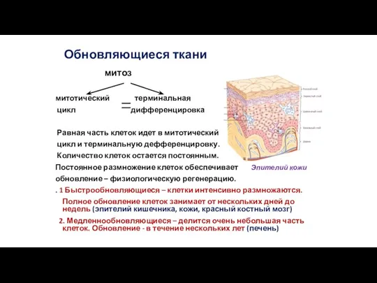 Обновляющиеся ткани митоз митотический терминальная цикл дифференцировка Равная часть клеток идет в