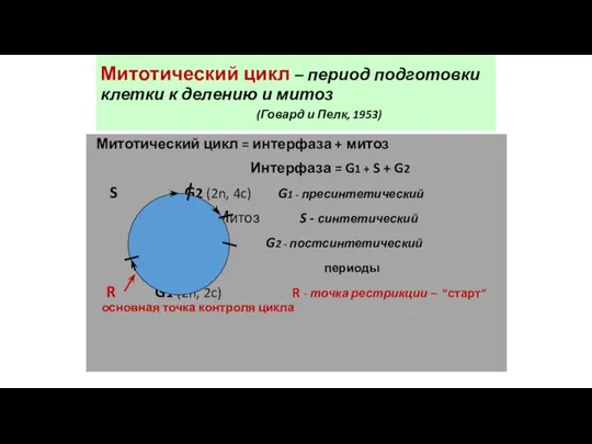 Митотический цикл – период подготовки клетки к делению и митоз (Говард и