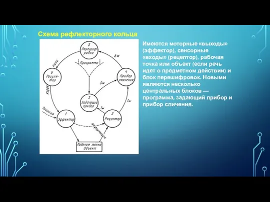 Схема рефлекторного кольца Имеются моторные «выходы» (эффектор), сенсорные «входы» (рецептор), рабочая точка