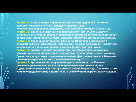 Уровень А. Самый низкий и филогенетически самый древний. Не имеет самостоятельного значения,