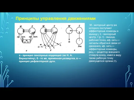 а - принцип сенсорных коррекций (по Н. А. Бернштейну), б - то