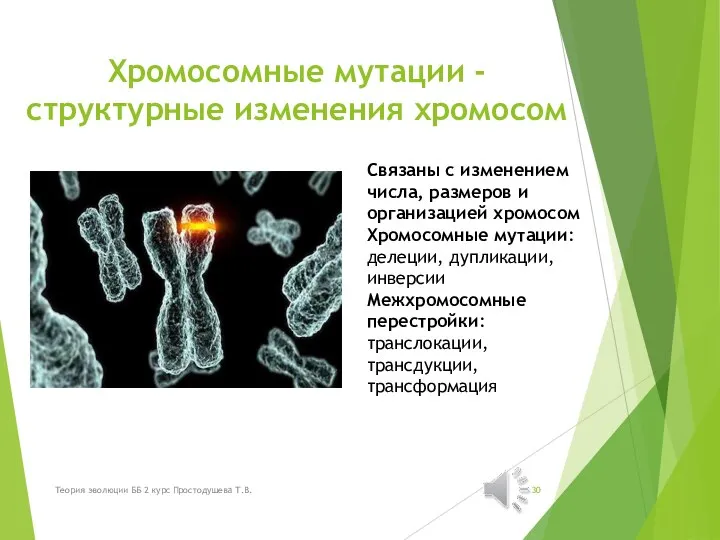 Хромосомные мутации - структурные изменения хромосом Связаны с изменением числа, размеров и