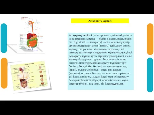 Ас қорыту жүйесі (көне грекше: systema digestoria; көне грекше: systema — бүтін,