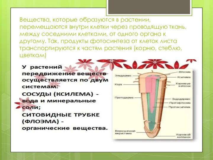 Вещества, которые образуются в растении, перемещаются внутри клетки через проводящую ткань, между