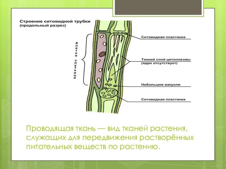 Проводящая ткань — вид тканей растения, служащих для передвижения растворённых питательных веществ по растению.