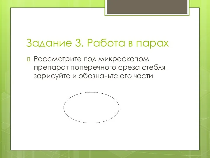 Задание 3. Работа в парах Рассмотрите под микроскопом препарат поперечного среза стебля,