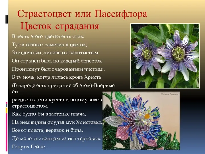 Страстоцвет или Пассифлора Цветок страдания В честь этого цветка есть стих: Тут