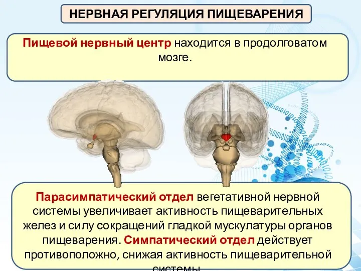 НЕРВНАЯ РЕГУЛЯЦИЯ ПИЩЕВАРЕНИЯ Пищевой нервный центр находится в продолговатом мозге. Парасимпатический отдел