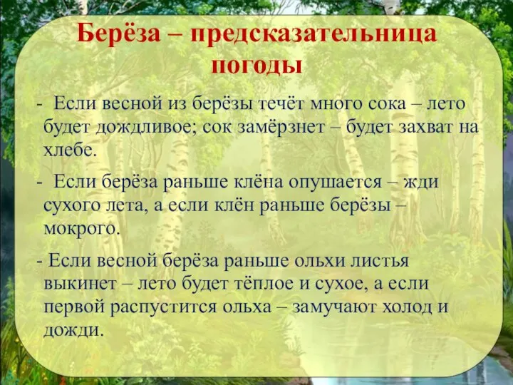 Берёза – предсказательница погоды - Если весной из берёзы течёт много сока