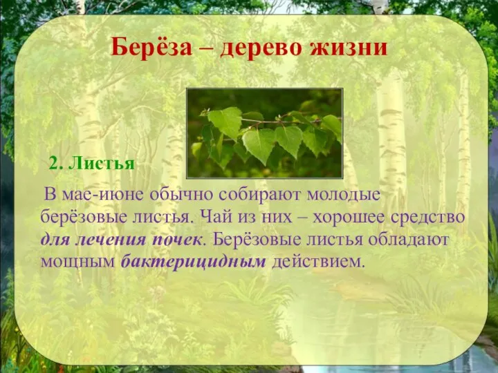 Берёза – дерево жизни 2. Листья В мае-июне обычно собирают молодые берёзовые