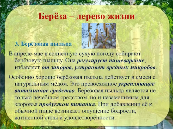 Берёза – дерево жизни 3. Берёзовая пыльца В апреле-мае в солнечную сухую