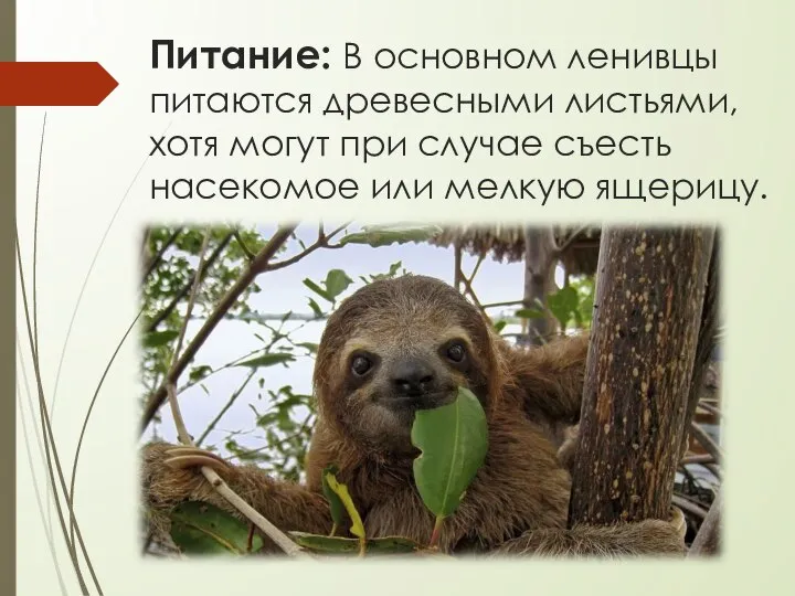 Питание: В основном ленивцы питаются древесными листьями, хотя могут при случае съесть насекомое или мелкую ящерицу.