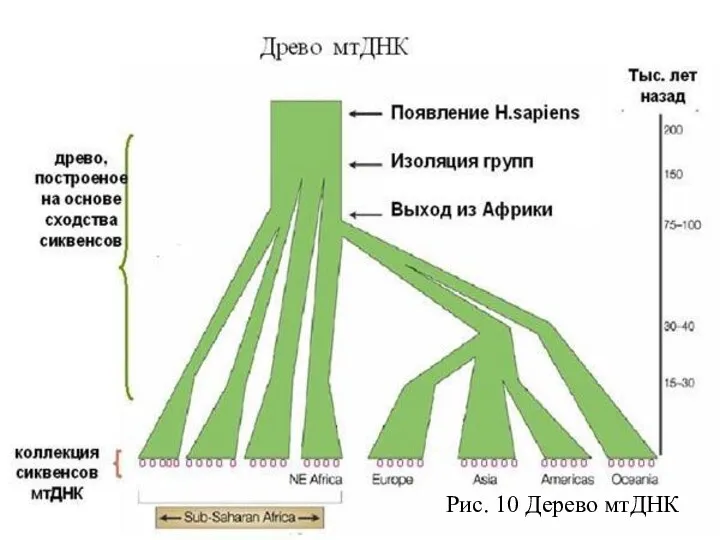 Рис. 10 Дерево мтДНК Рис. 10 Дерево мтДНК