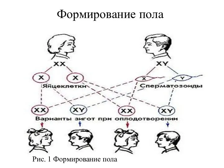 Формирование пола Рис. 1 Формирование пола