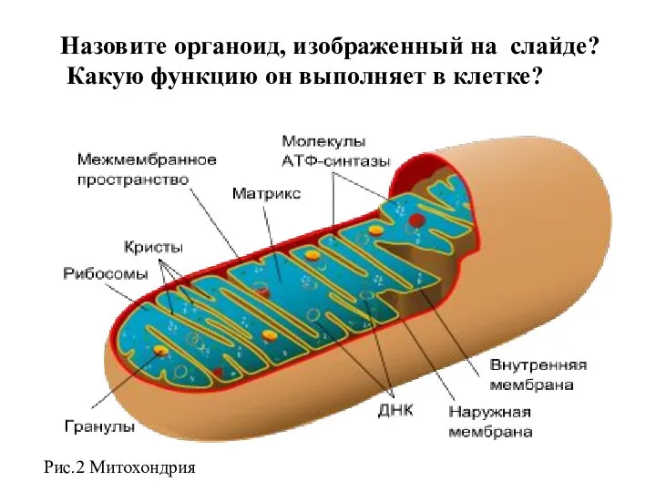 Назовите органоид, изображенный на слайде? Какую функцию он выполняет в клетке? Рис.2 Митохондрия