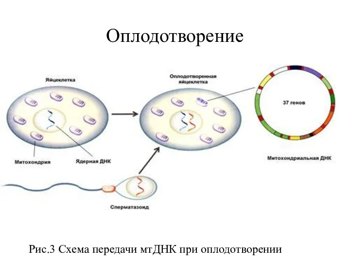 Оплодотворение Рис.3 Схема передачи мтДНК при оплодотворении