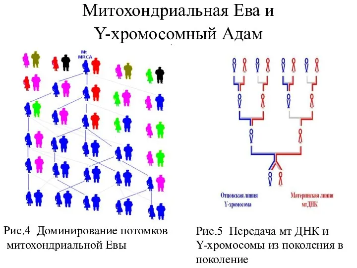 Рис.4 Доминирование потомков митохондриальной Евы Рис.5 Передача мт ДНК и Y-хромосомы из