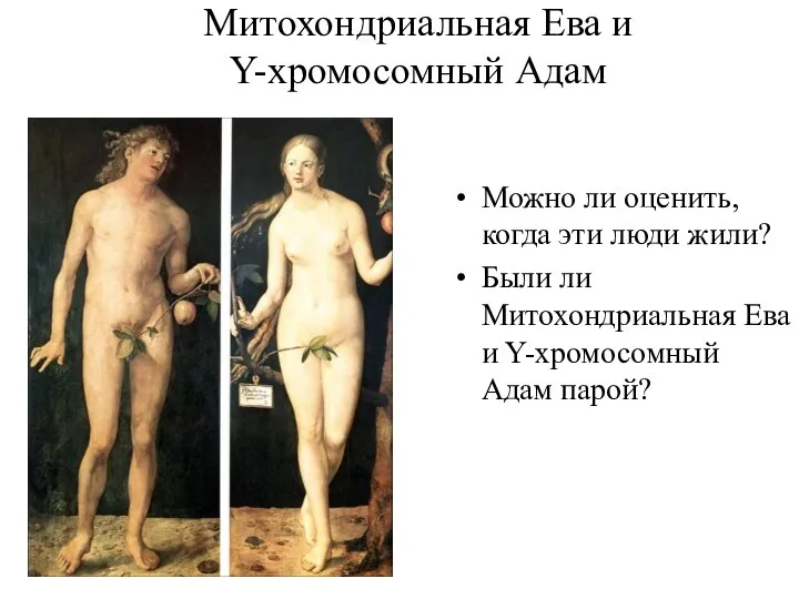 Митохондриальная Ева и Y-хромосомный Адам Можно ли оценить, когда эти люди жили?