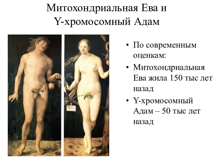 Митохондриальная Ева и Y-хромосомный Адам По современным оценкам: Митохондриальная Ева жила 150