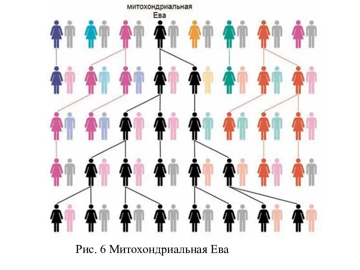 Найти схему ева адам Рис. 6 Митохондриальная Ева