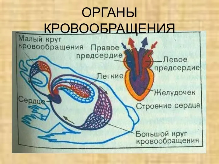 ОРГАНЫ КРОВООБРАЩЕНИЯ