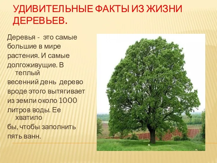 УДИВИТЕЛЬНЫЕ ФАКТЫ ИЗ ЖИЗНИ ДЕРЕВЬЕВ. Деревья - это самые большие в мире