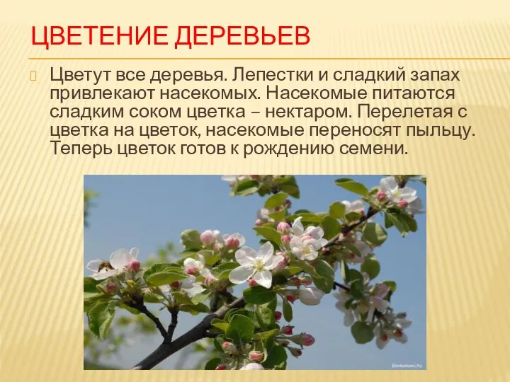 ЦВЕТЕНИЕ ДЕРЕВЬЕВ Цветут все деревья. Лепестки и сладкий запах привлекают насекомых. Насекомые