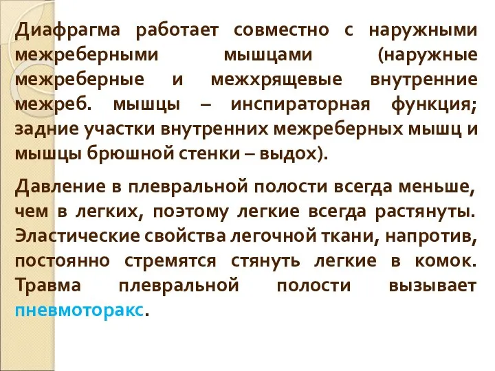 Диафрагма работает совместно с наружными межреберными мышцами (наружные межреберные и межхрящевые внутренние