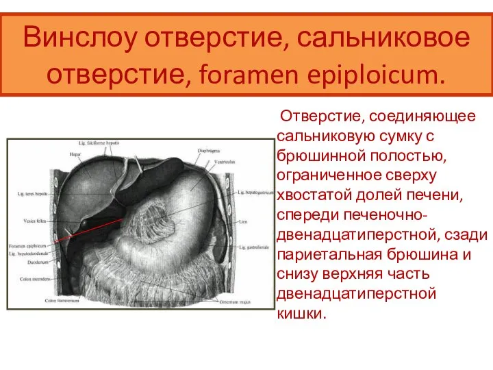 Винслоу отверстие, сальниковое отверстие, foramen epiploicum. Отверстие, соединяющее сальниковую сумку с брюшинной