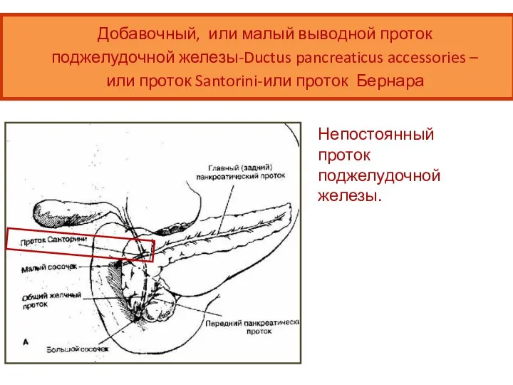 Добавочный, или малый выводной проток поджелудочной железы-Ductus pancreaticus accessories –или проток Santorini-или