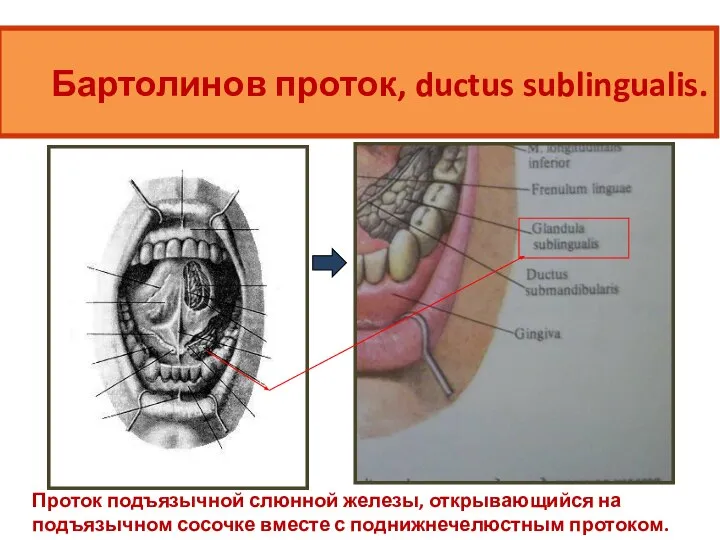 Бартолинов проток, ductus sublingualis. Проток подъязычной слюнной железы, открывающийся на подъязычном сосочке вместе с поднижнечелюстным протоком.