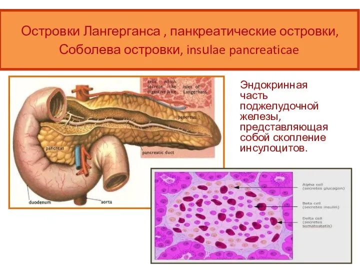 Эндокринная часть поджелудочной железы, представляющая собой скопление инсулоцитов. Островки Лангерганса , панкреатические