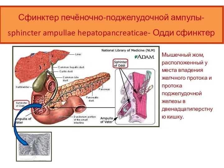 Сфинктер печёночно-поджелудочной ампулы- sphincter ampullae hepatopancreaticae- Одди сфинктер Мышечный жом, расположенный у