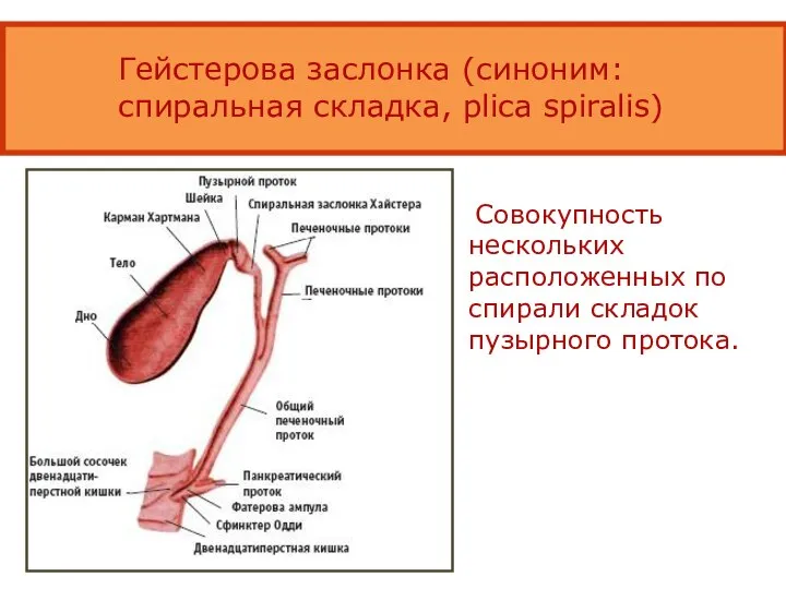 Гейстерова заслонка (синоним: спиральная складка, plica spiralis) Совокупность нескольких расположенных по спирали складок пузырного протока.