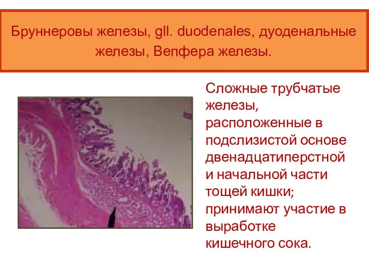 Сложные трубчатые железы, расположенные в подслизистой основе двенадцатиперстной и начальной части тощей