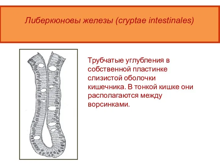 6 Либеркюновы железы (cryptae intestinales) Трубчатые углубления в собственной пластинке слизистой оболочки