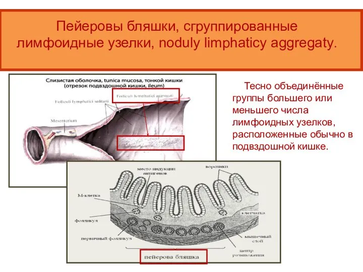 Пейеровы бляшки, сгруппированные лимфоидные узелки, noduly limphaticy aggregaty. Тесно объединённые группы большего