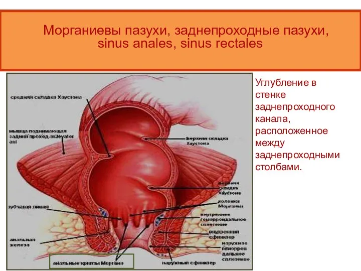 Морганиевы пазухи, заднепроходные пазухи, sinus anales, sinus rectales Углубление в стенке заднепроходного