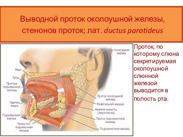 Выводной проток околоушной железы, стенонов проток; лат. ductus parotideus Проток, по которому