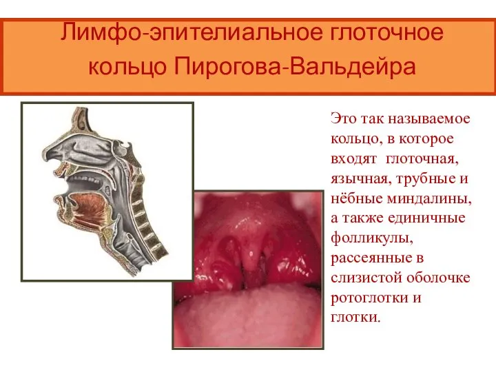 Лимфо-эпителиальное глоточное кольцо Пирогова-Вальдейра Это так называемое кольцо, в которое входят глоточная,